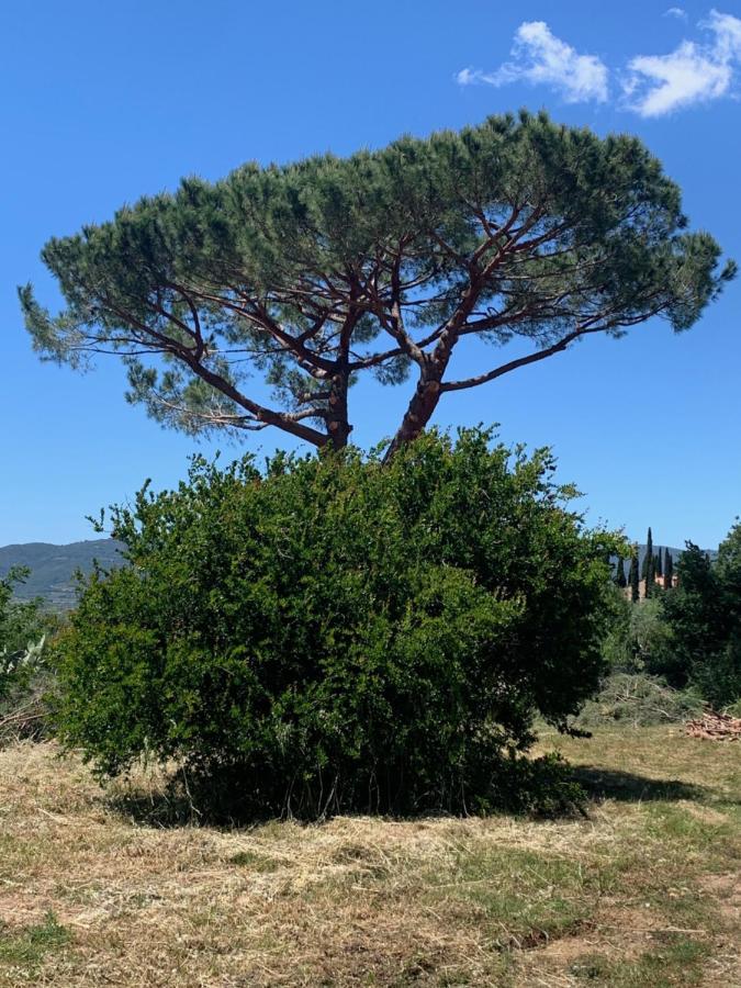 Operaviva Villa Suvereto Dış mekan fotoğraf